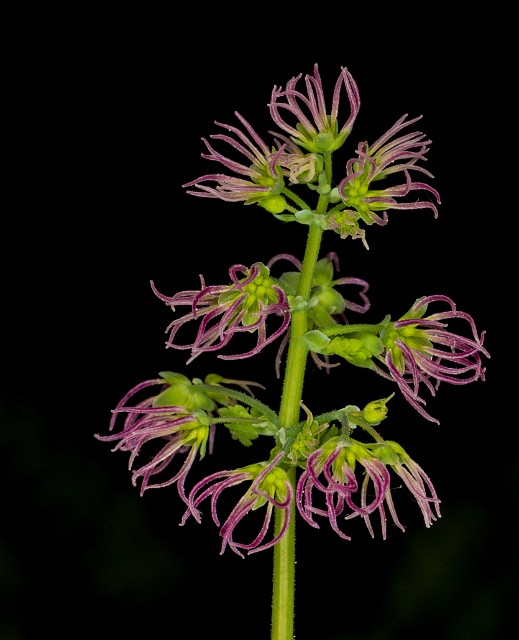 Thalictrum occidentale - Meadow Rue female 16-9173.jpg